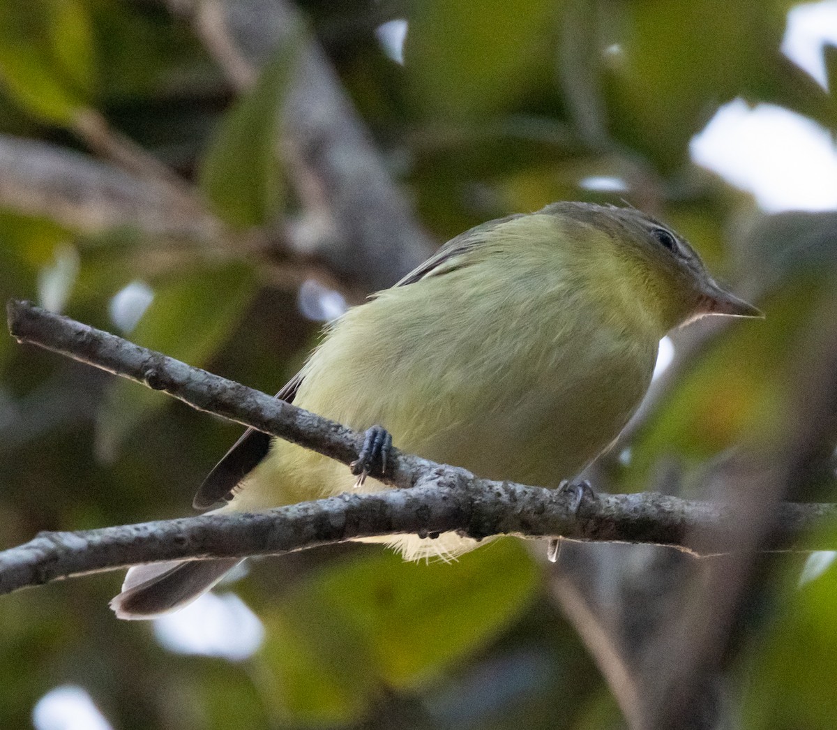 Philadelphia Vireo - ML643985602
