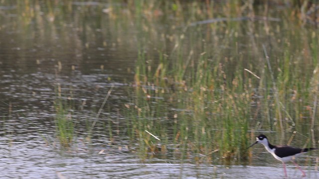 Black-necked Stilt (Black-necked) - ML643985661