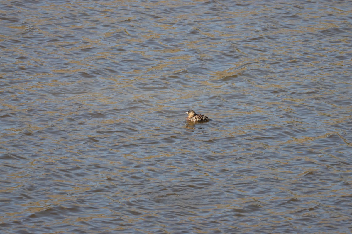 White-backed Duck - ML643985669
