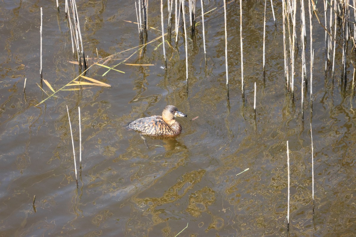 White-backed Duck - ML643985670