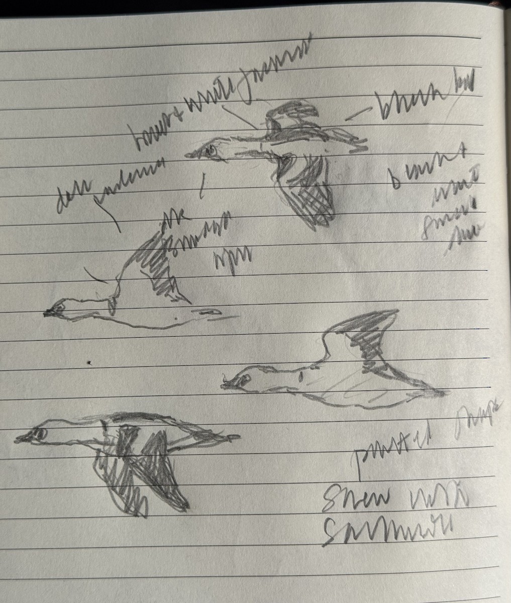 Smew - ML643985680