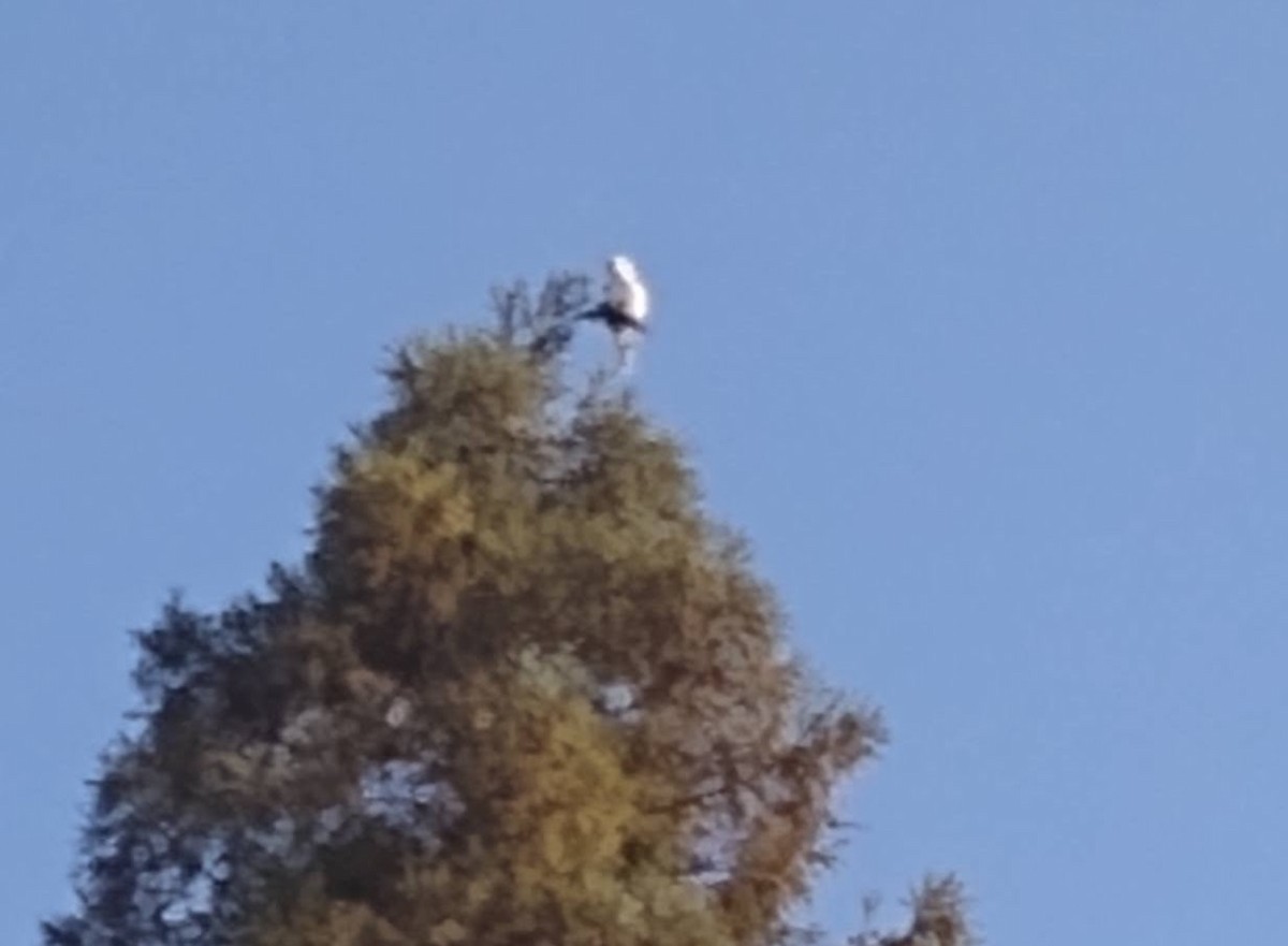 White-tailed Kite - ML643985685