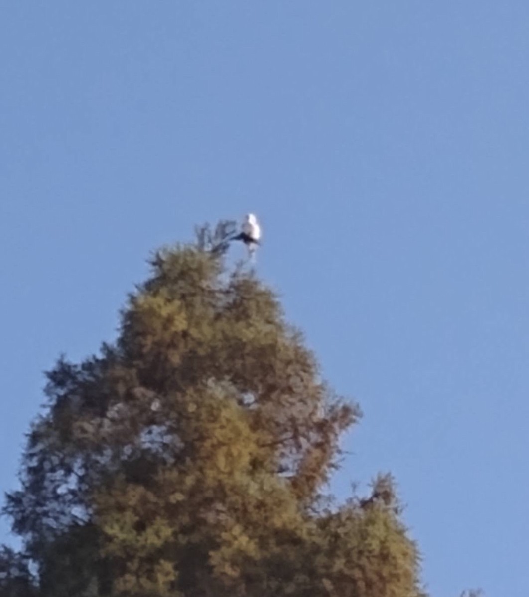 White-tailed Kite - ML643985686