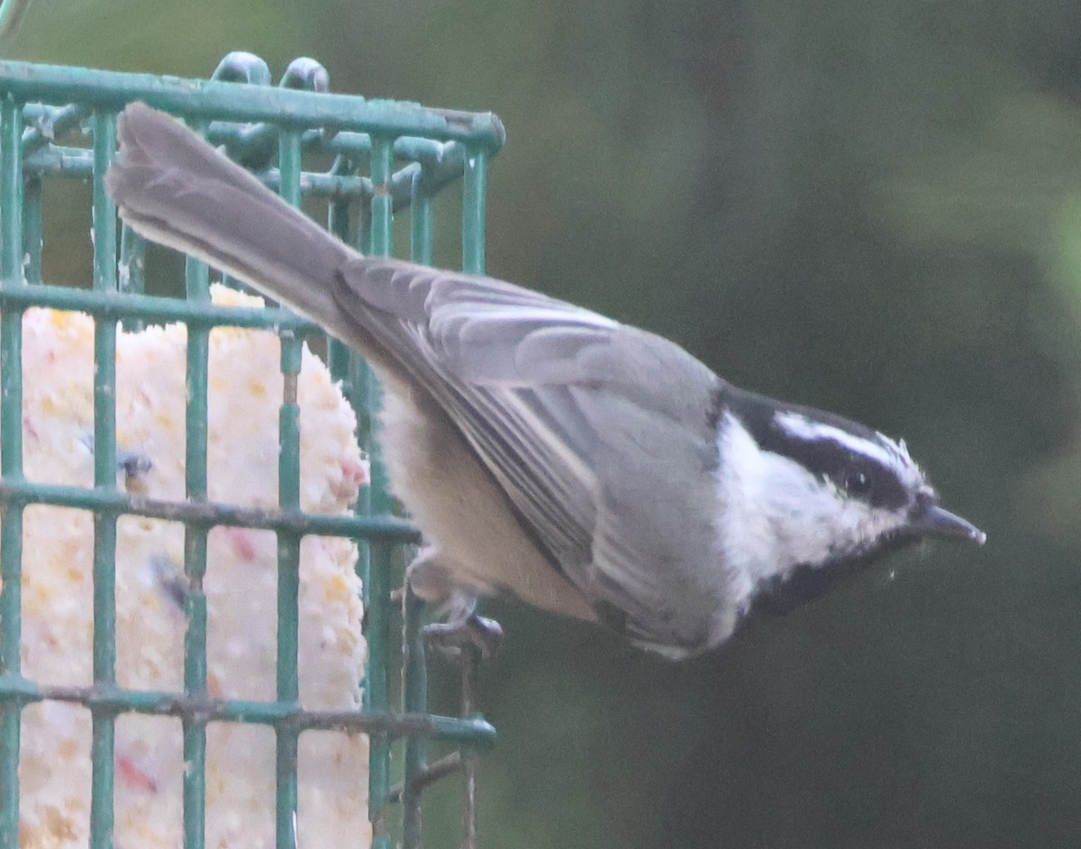 Mountain Chickadee - ML643985689