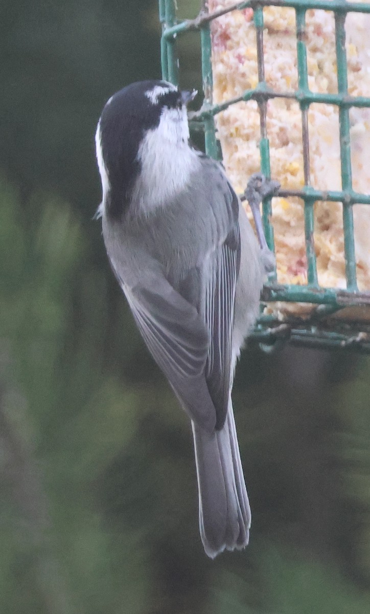 Mountain Chickadee - ML643985691