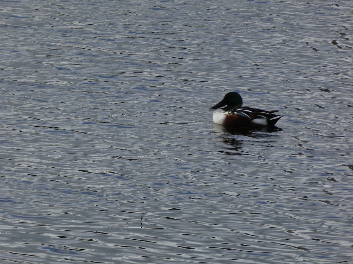 Canard souchet - ML643985700