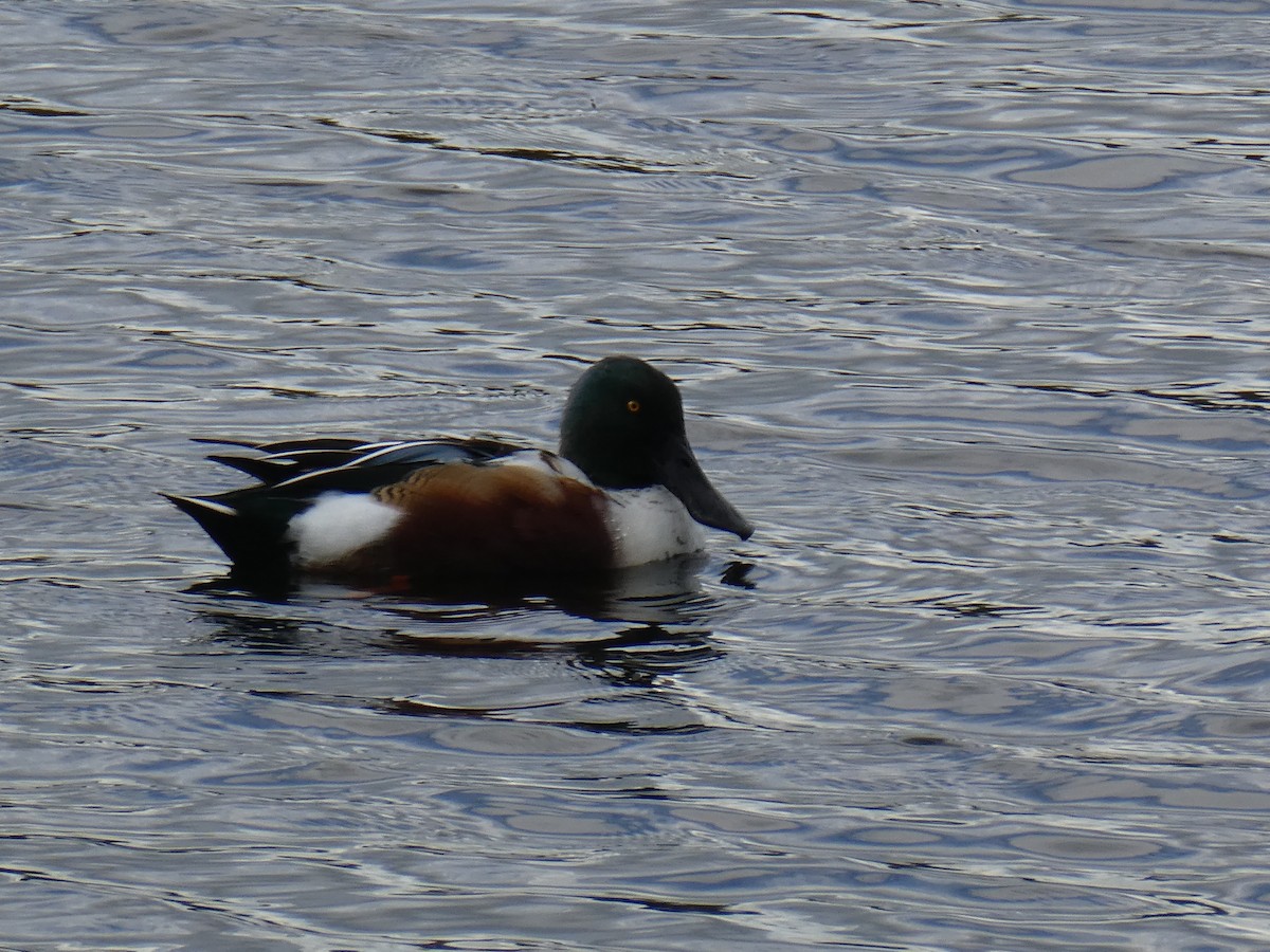 Canard souchet - ML643985701