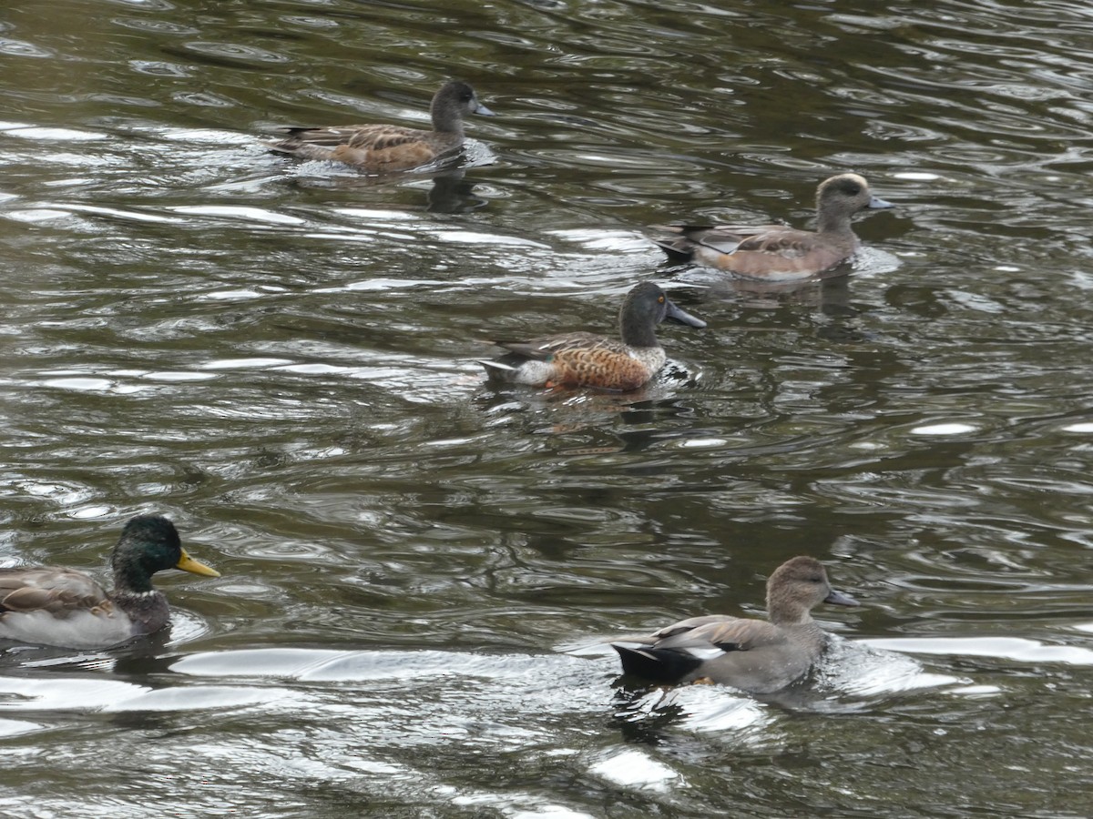 Canard souchet - ML643985702