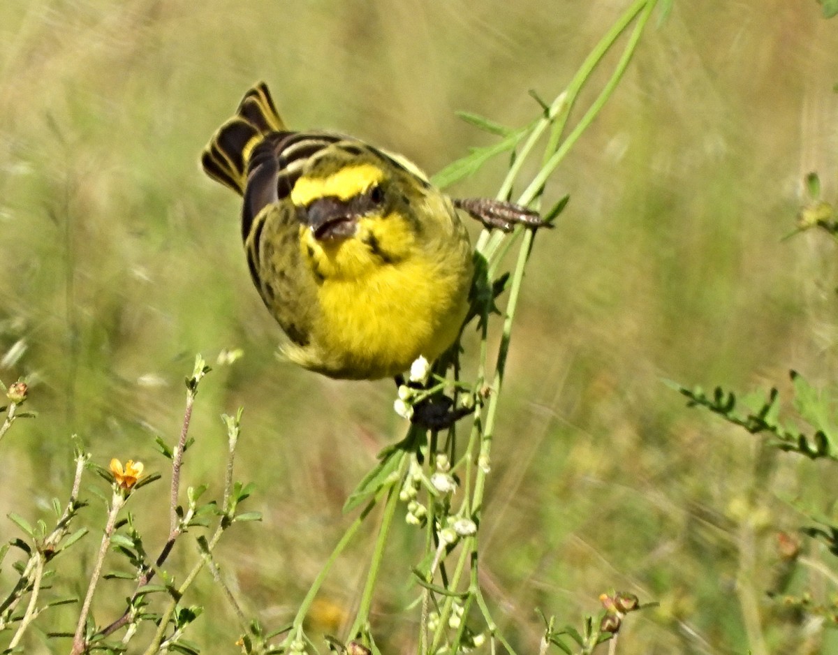 Brimstone Canary - ML643985712