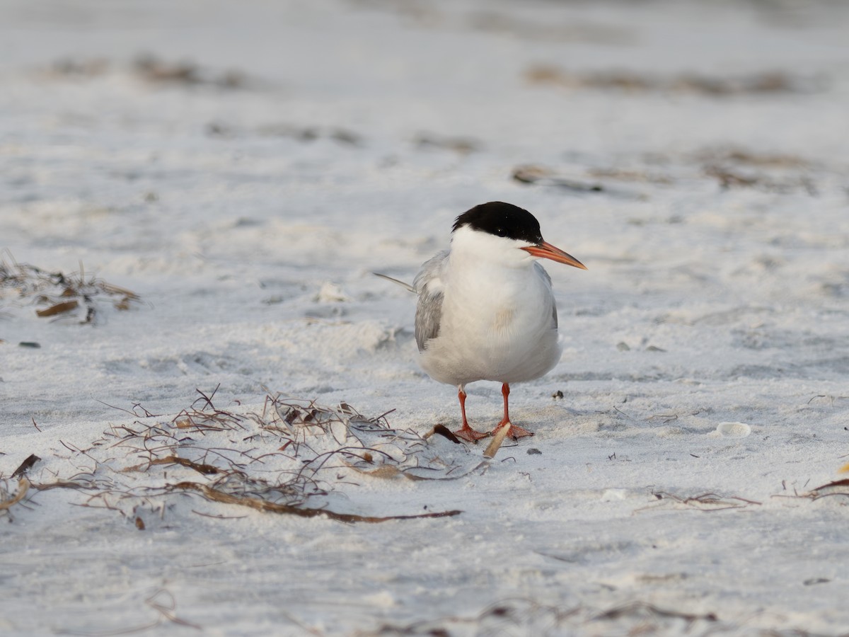Common Tern - ML643985725