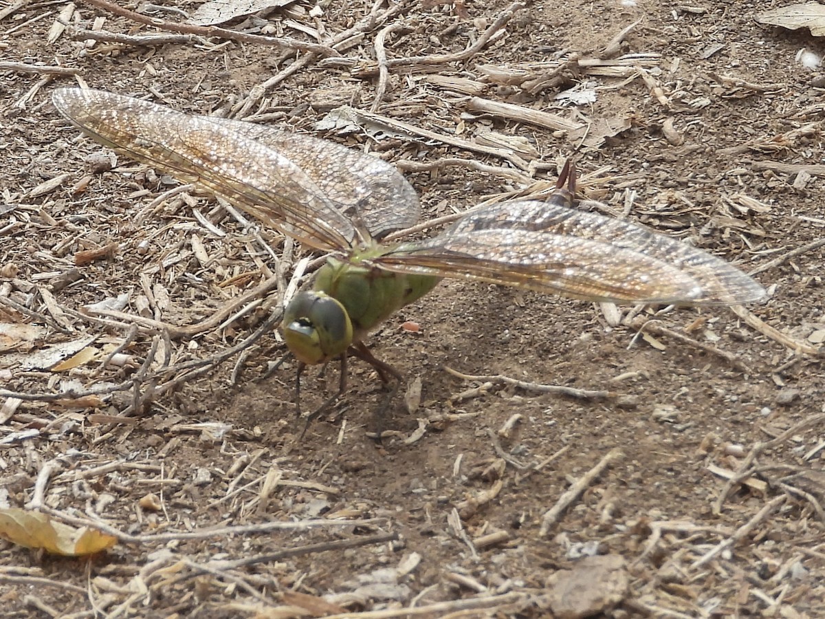 Animals - ML643985734