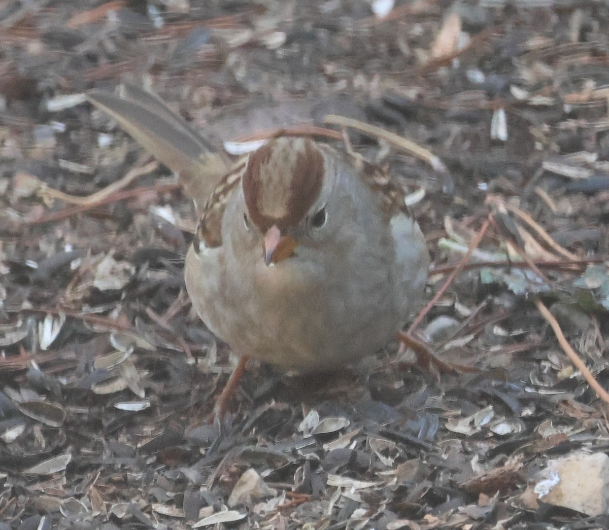 White-crowned Sparrow (Gambel's) - ML643985737