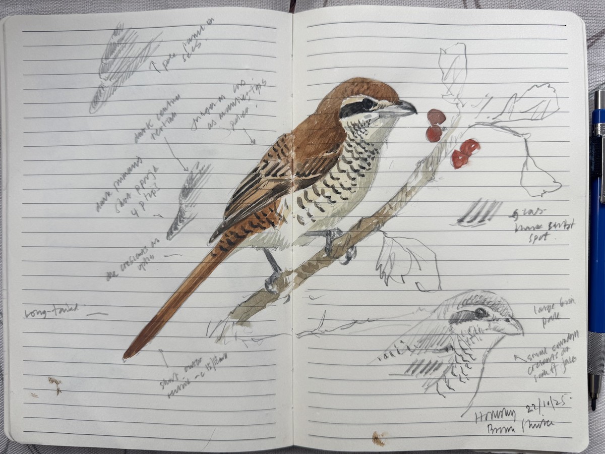 Brown Shrike - ML643985739