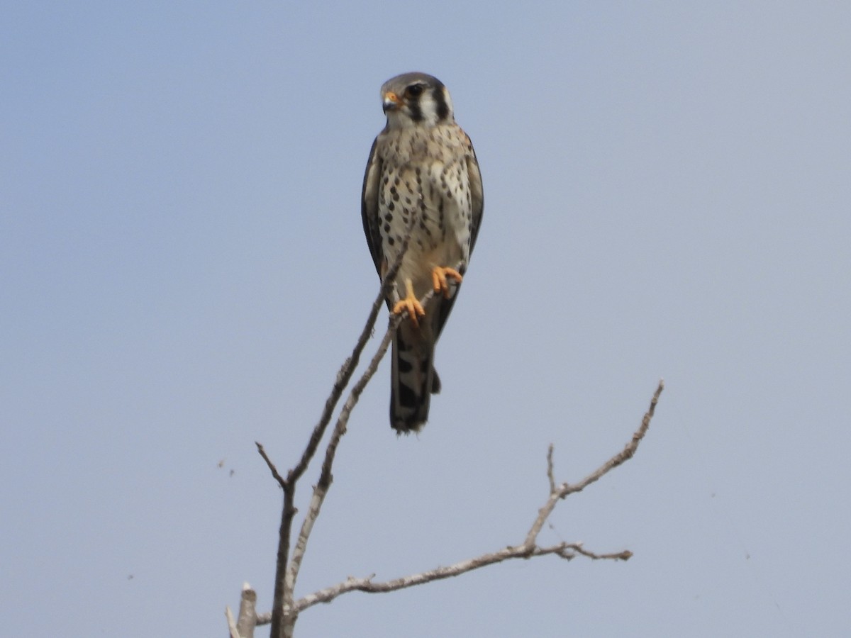 American Kestrel - ML643985744