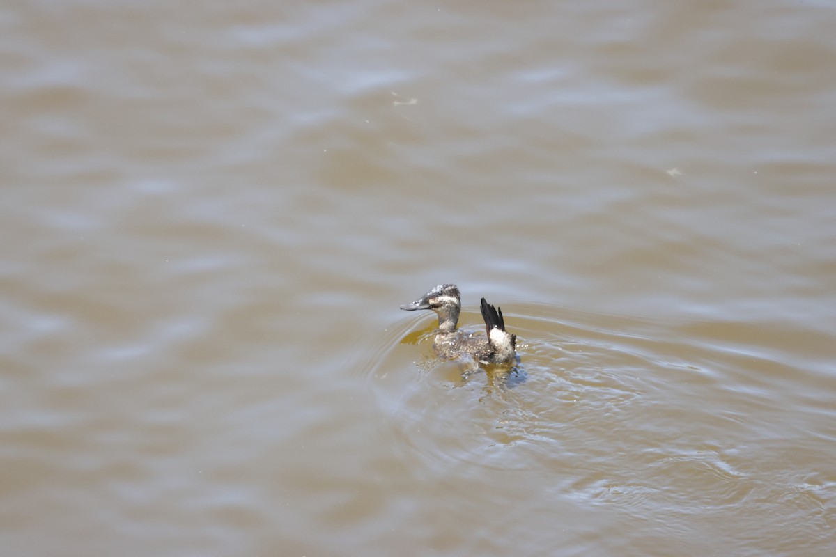 Maccoa Duck - ML643985746