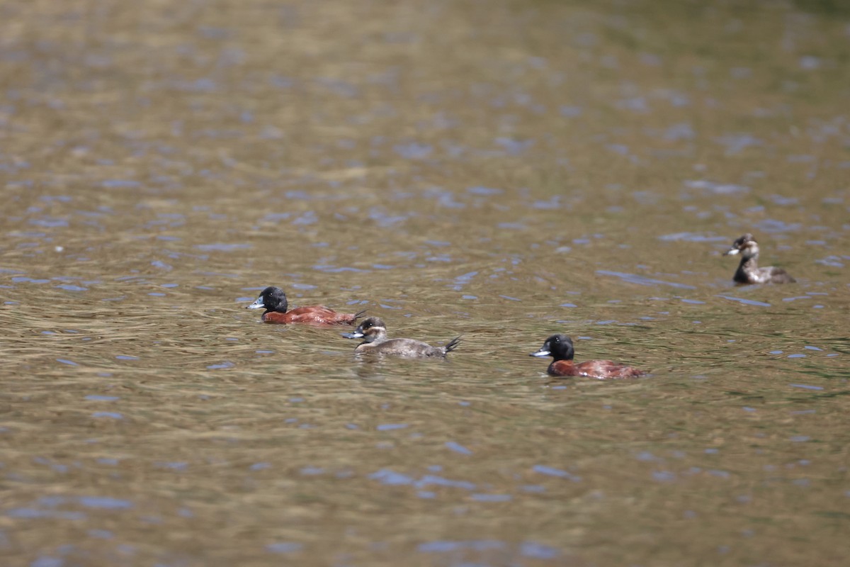 Maccoa Duck - ML643985748