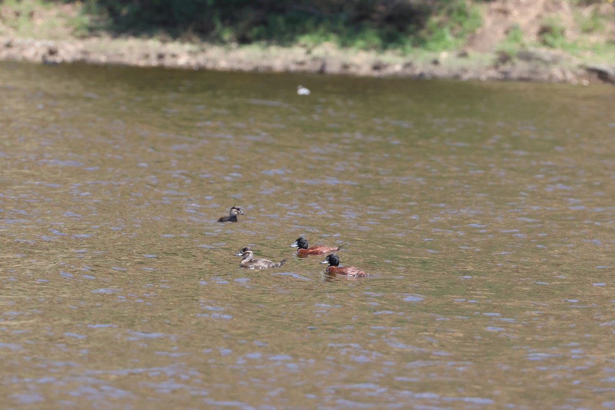 Maccoa Duck - ML643985749