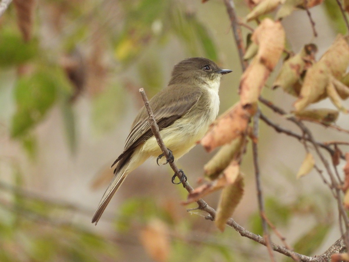 Eastern Phoebe - ML643985753