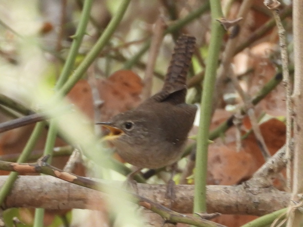 Northern House Wren - ML643985760