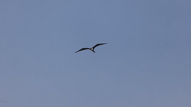 Magnificent Frigatebird - ML643985763