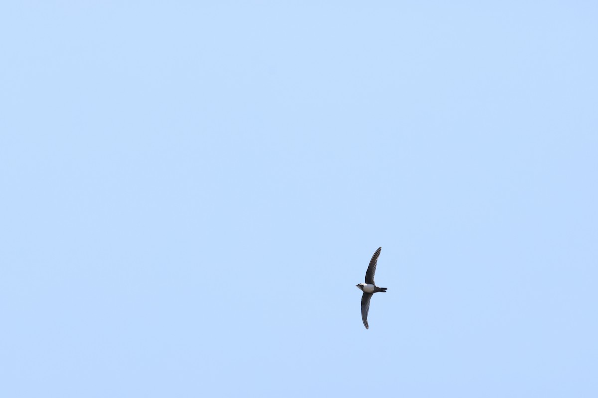 Alpine Swift - ML643985772