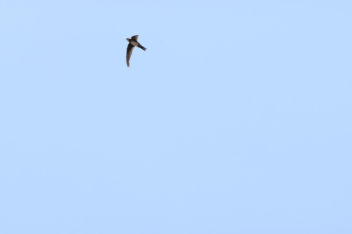 Alpine Swift - ML643985773