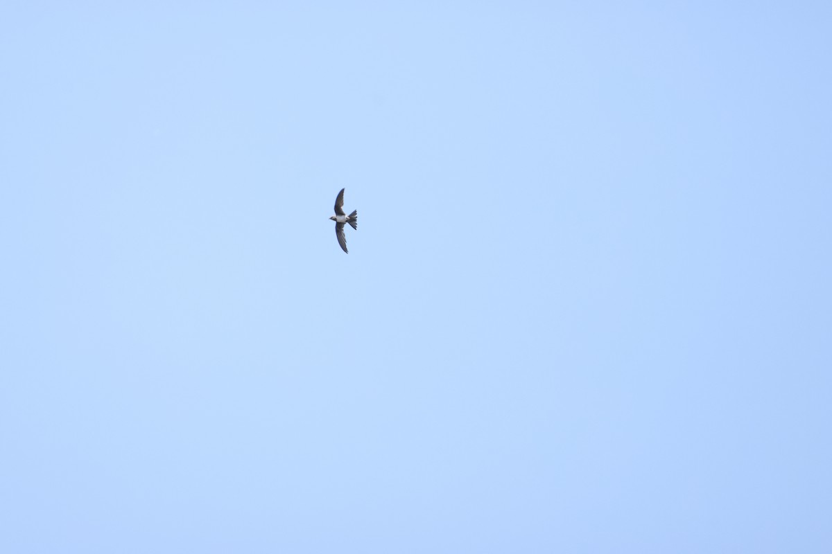 Alpine Swift - ML643985774