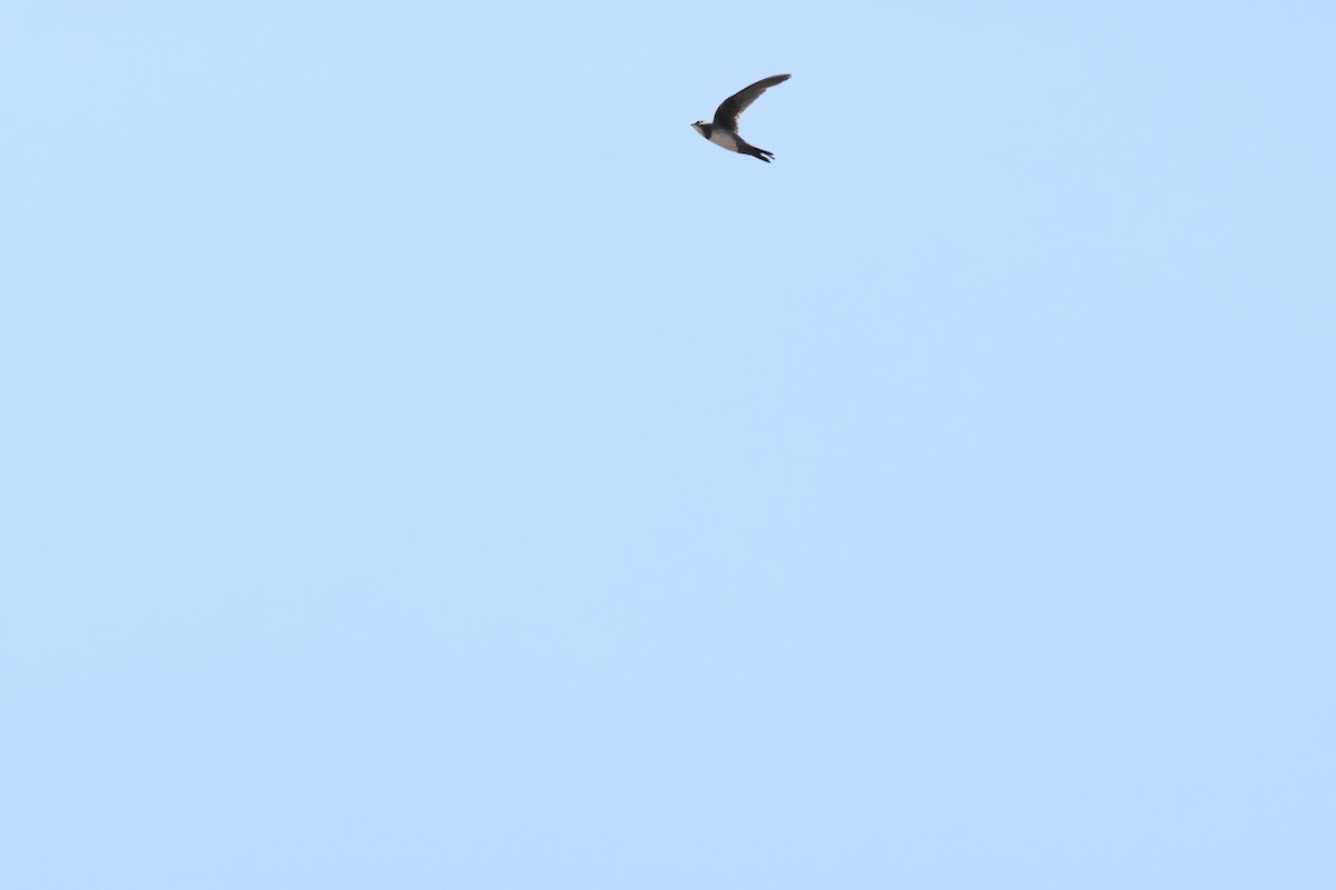 Alpine Swift - ML643985775