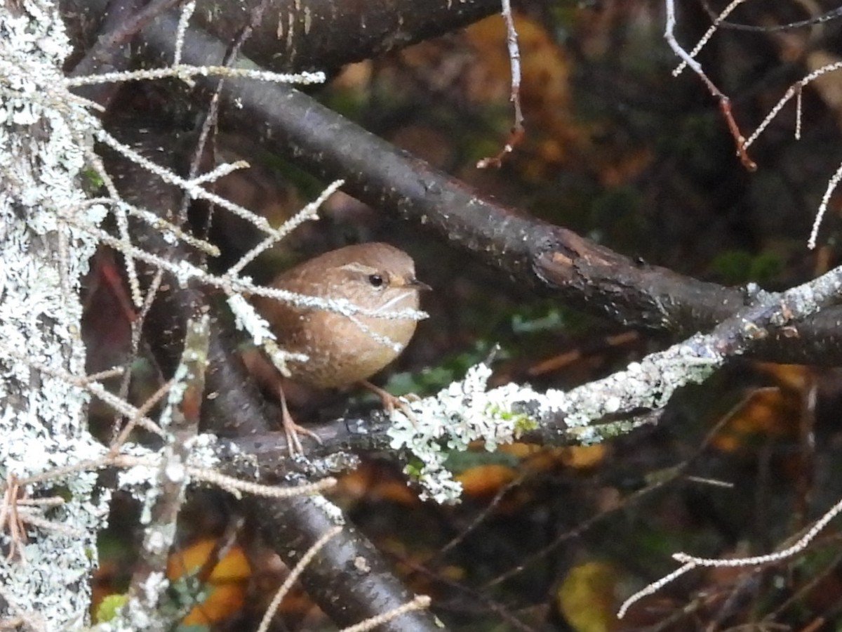 Winter Wren - ML643985780