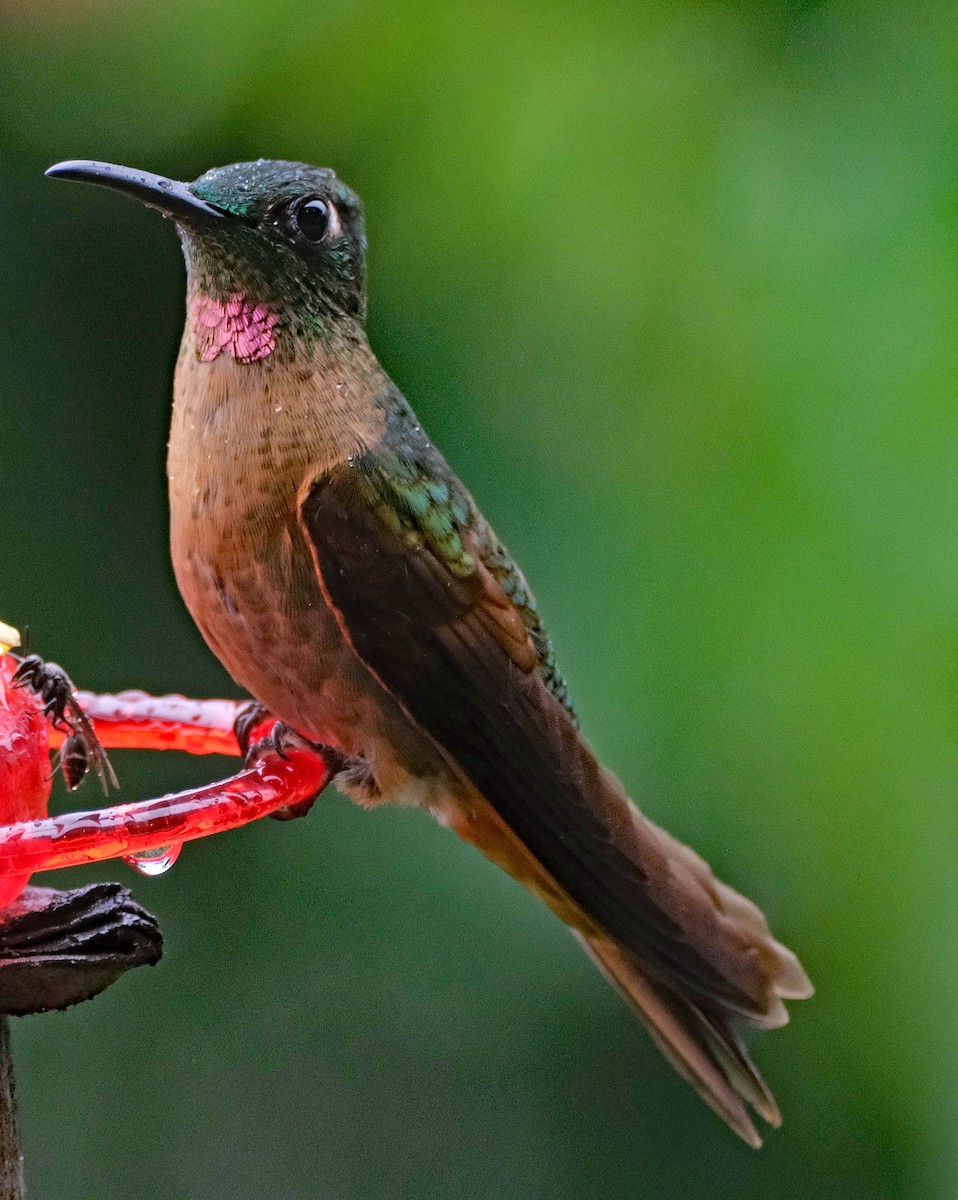 Fawn-breasted Brilliant - ML643985788