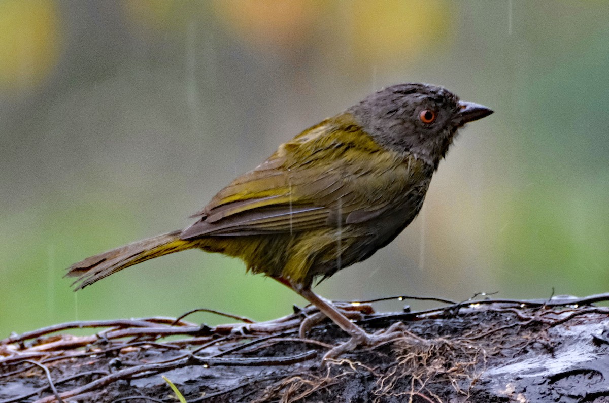 Dusky Chlorospingus - ML643985813