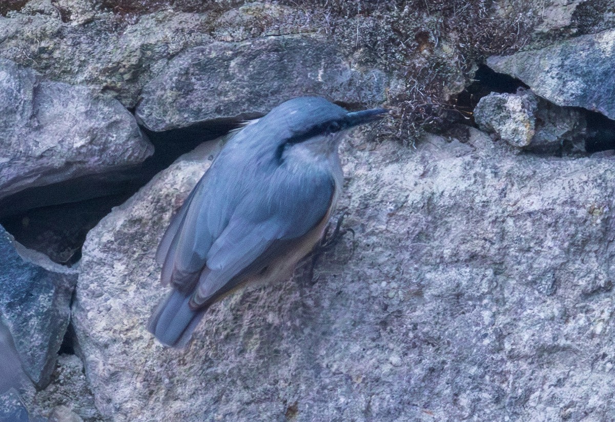 Sittelle de Neumayer - ML643985830