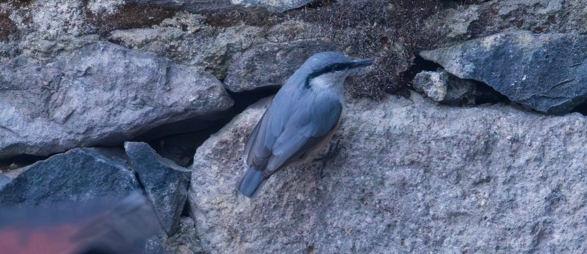 Sittelle de Neumayer - ML643985831