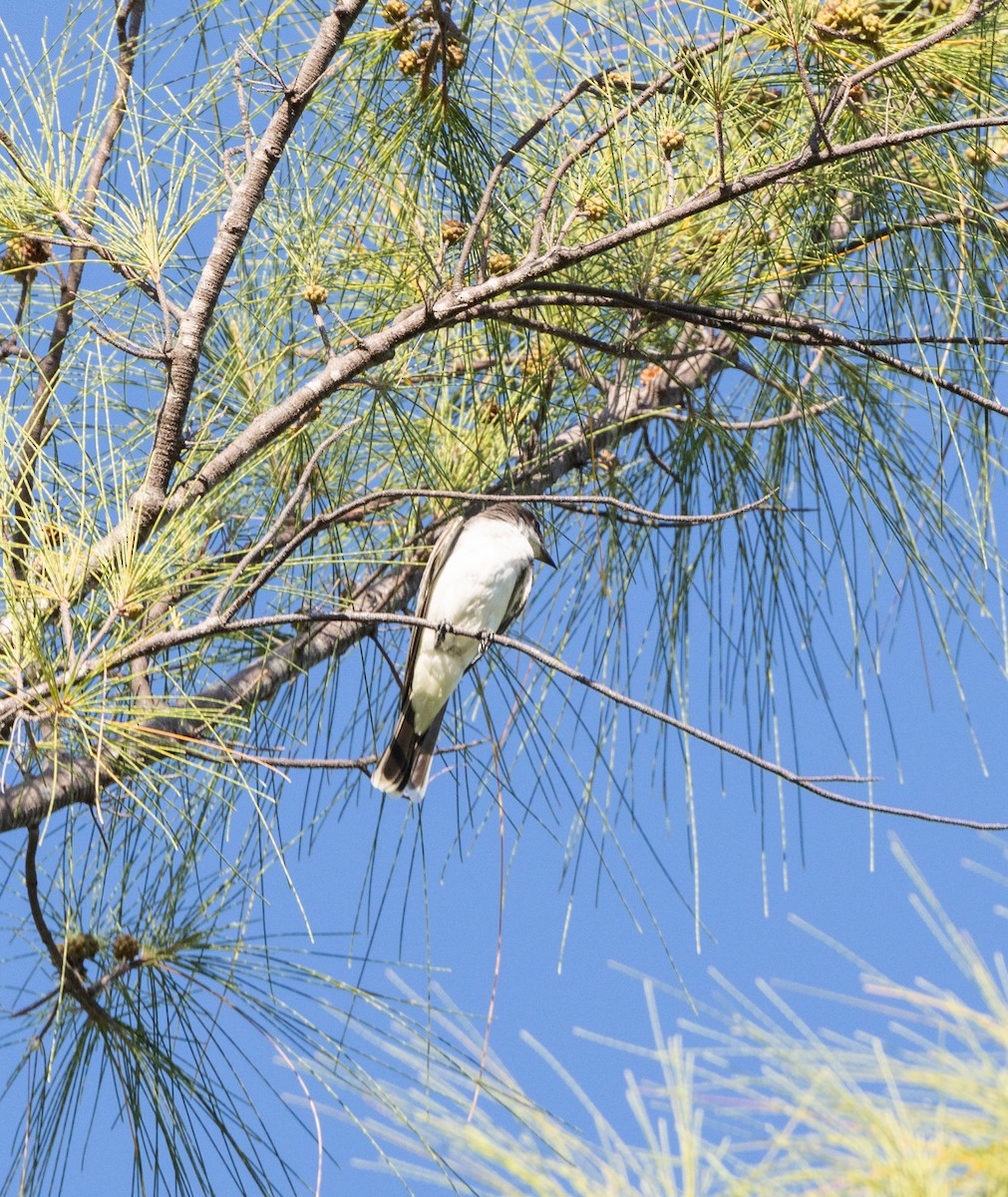 Eastern Kingbird - ML643985843