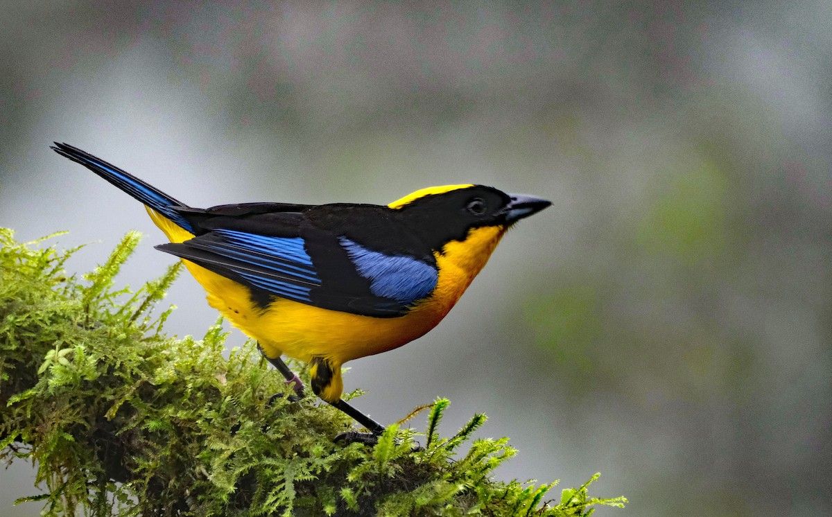 Blue-winged Mountain Tanager - ML643985869