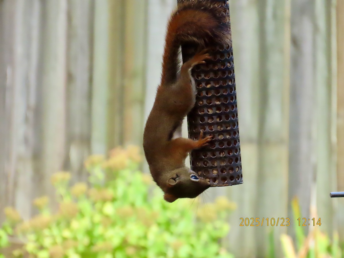 Animals - ML643985889