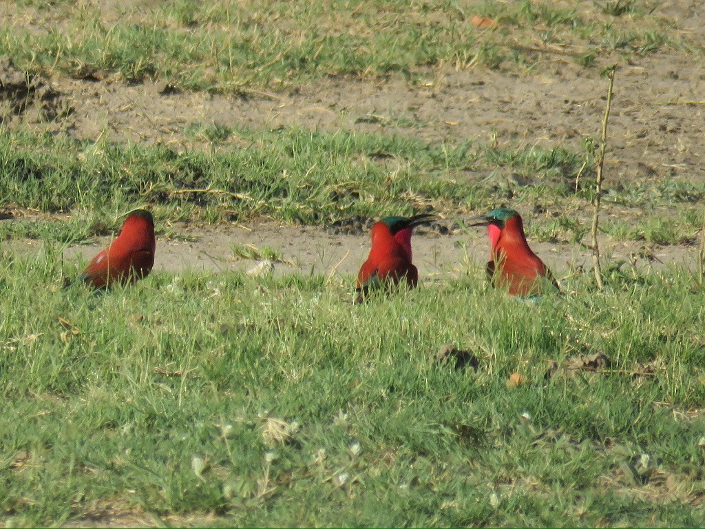 Southern Carmine Bee-eater - ML643985899
