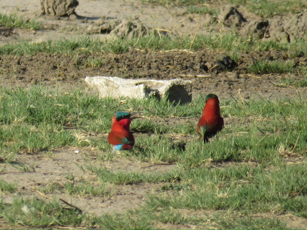 Southern Carmine Bee-eater - ML643985900