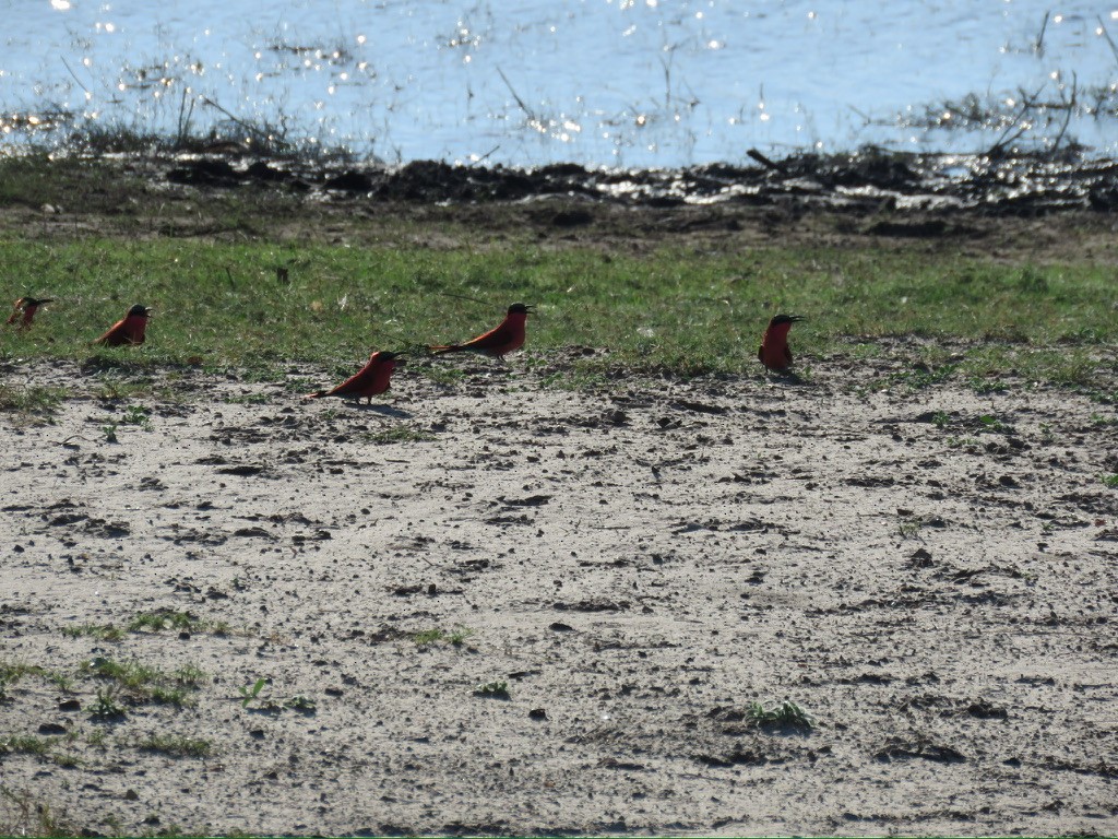Southern Carmine Bee-eater - ML643985901