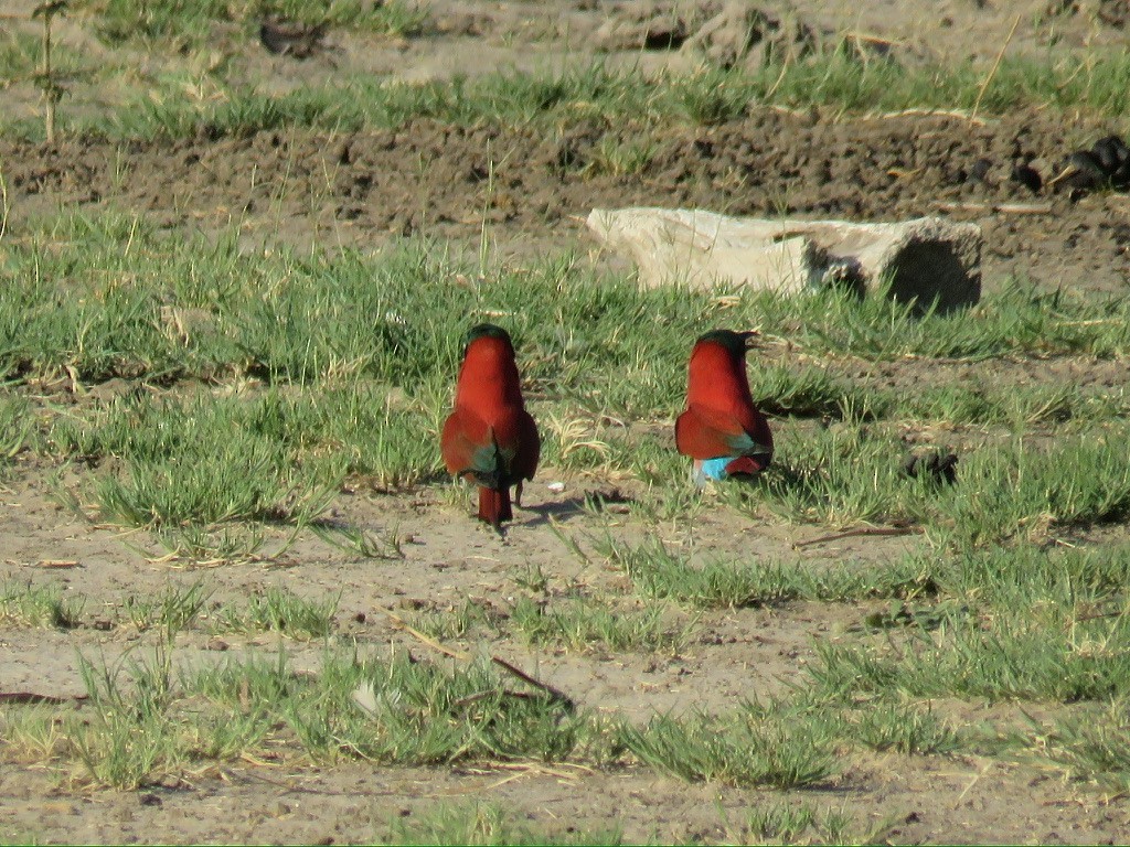 Southern Carmine Bee-eater - ML643985902