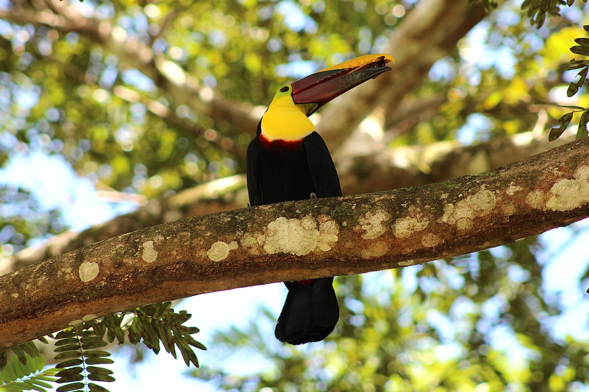 Toucan tocard - ML643985908