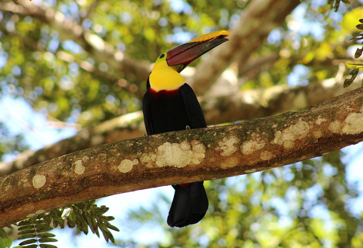 Toucan tocard - ML643985911
