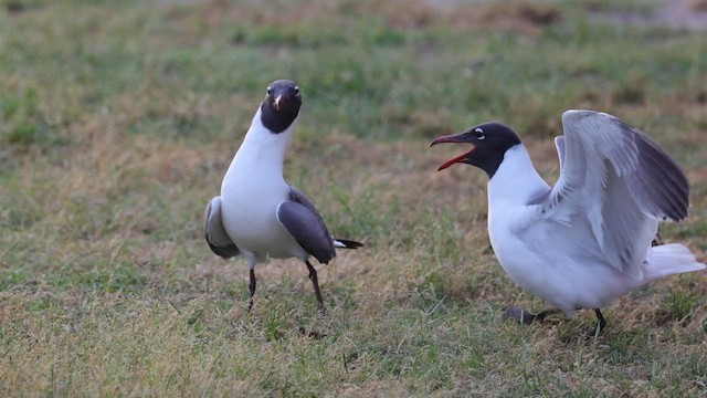 Laughing Gull - ML643985936