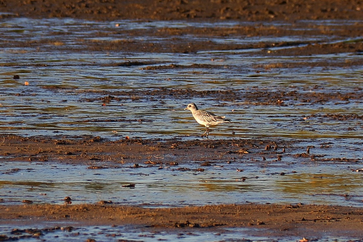 kulík bledý - ML643985939