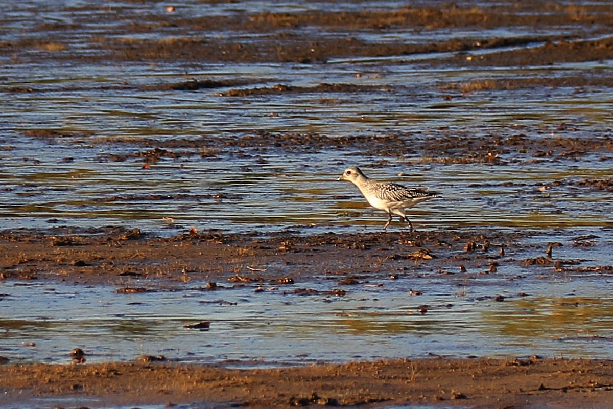 kulík bledý - ML643985940