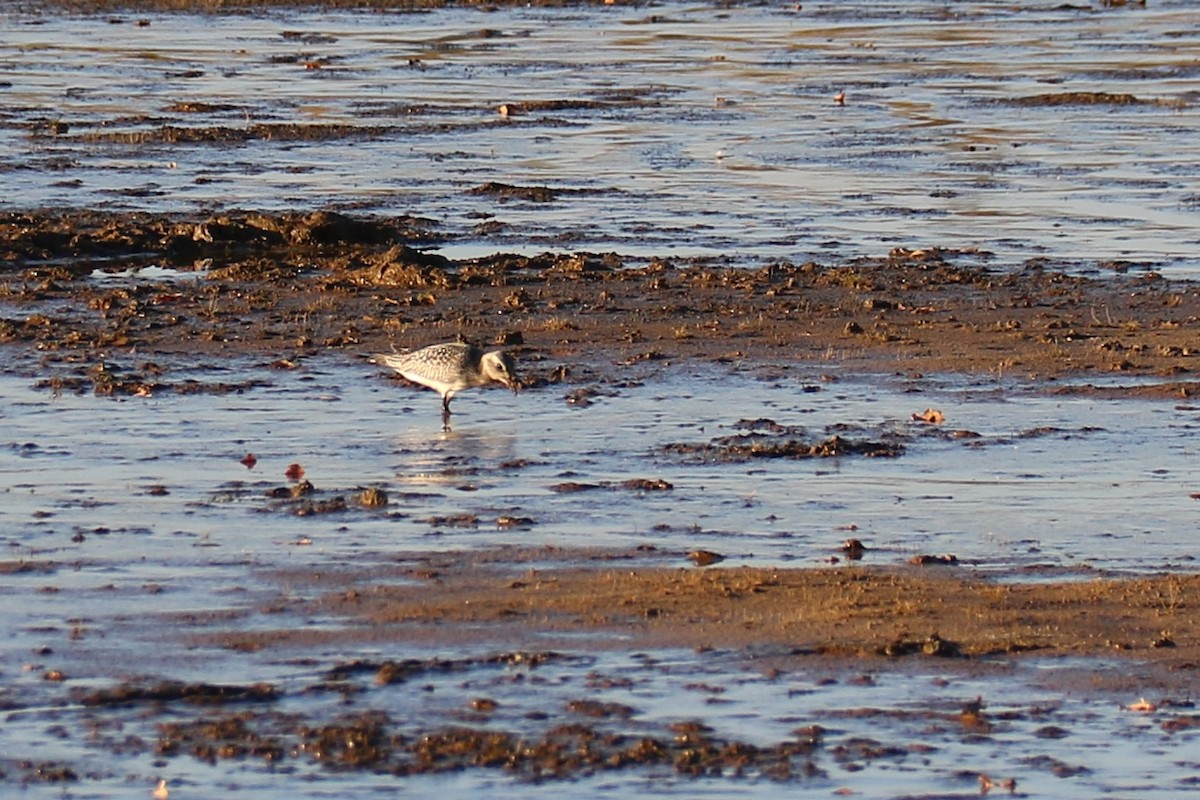 kulík bledý - ML643985941