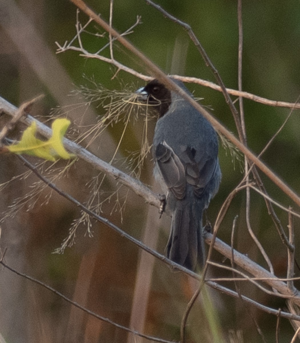 Чернолицая танагра - ML643985949