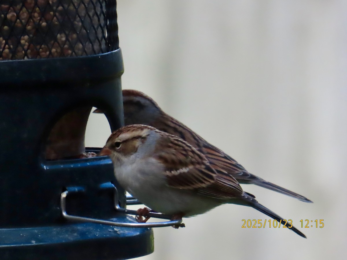 Chipping Sparrow - ML643985965