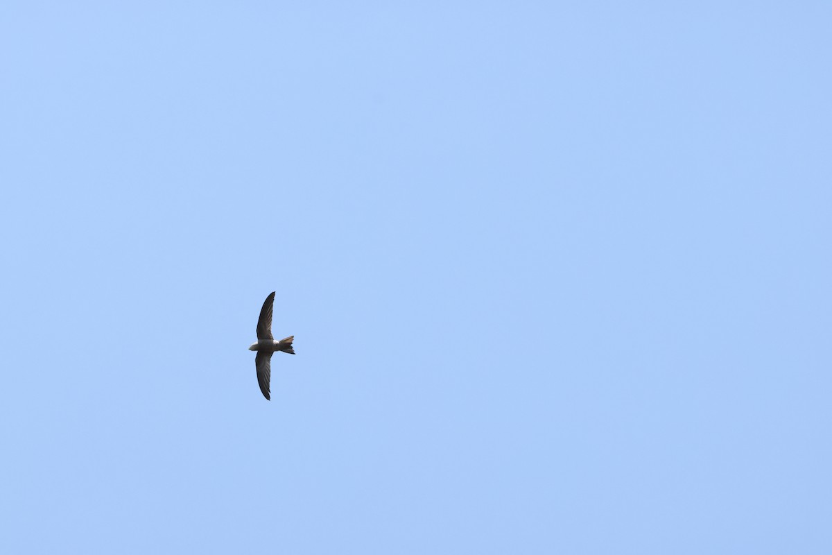 Bradfield's Swift - ML643985988