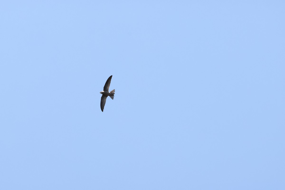 Bradfield's Swift - ML643985989